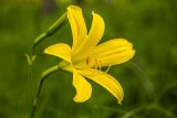 Hemerocallis lilio-asphodelus