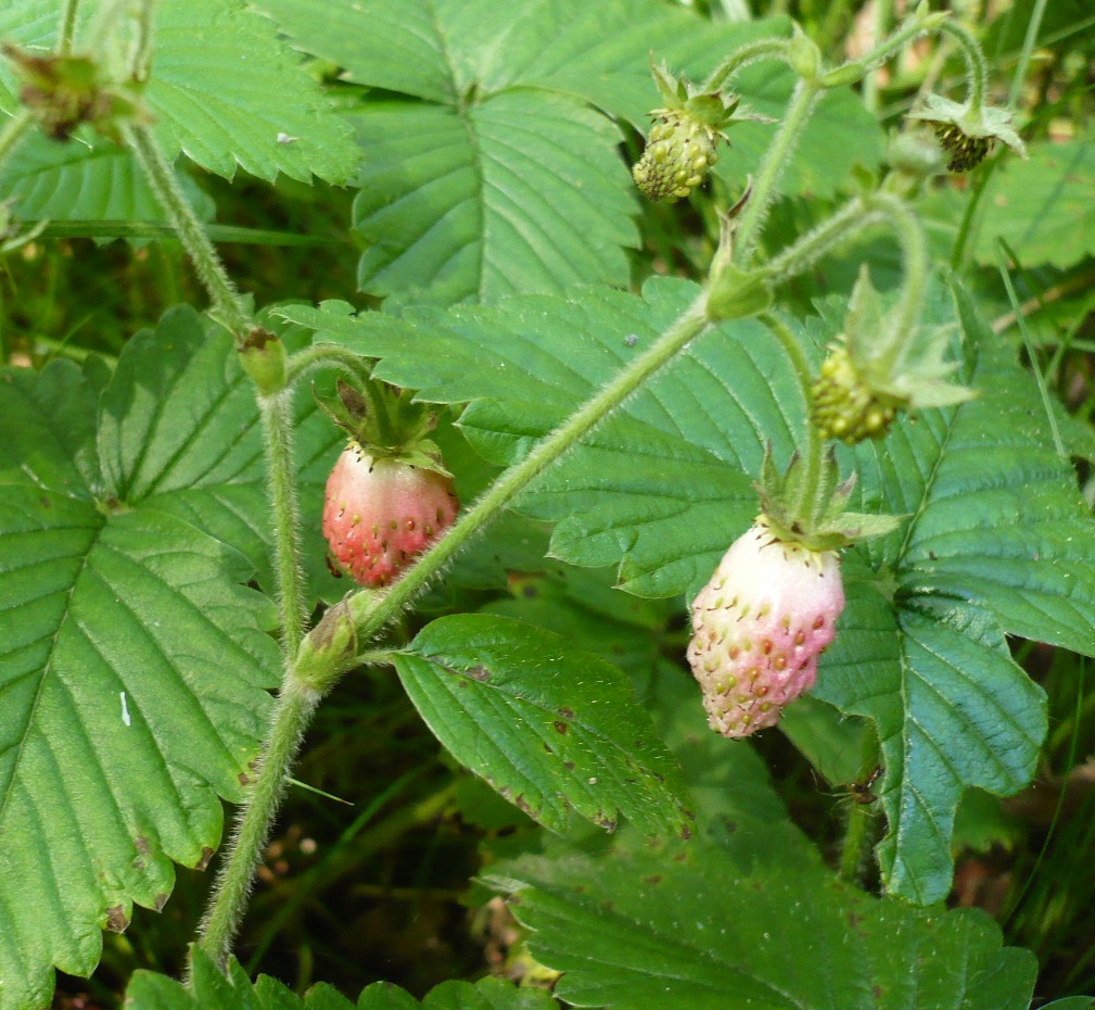 Изображение особи Fragaria moschata.