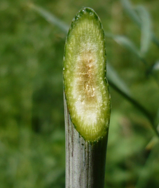 Изображение особи Peucedanum morisonii.