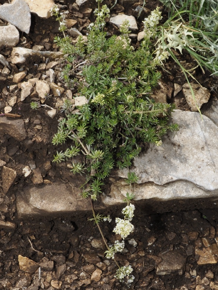 Изображение особи Galium hellenicum.