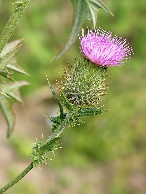 Изображение особи Cirsium vulgare.