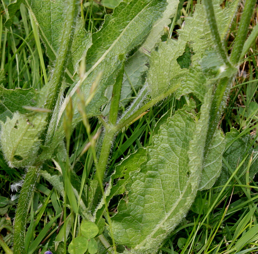 Изображение особи Salvia stepposa.