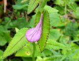 Pedicularis resupinata