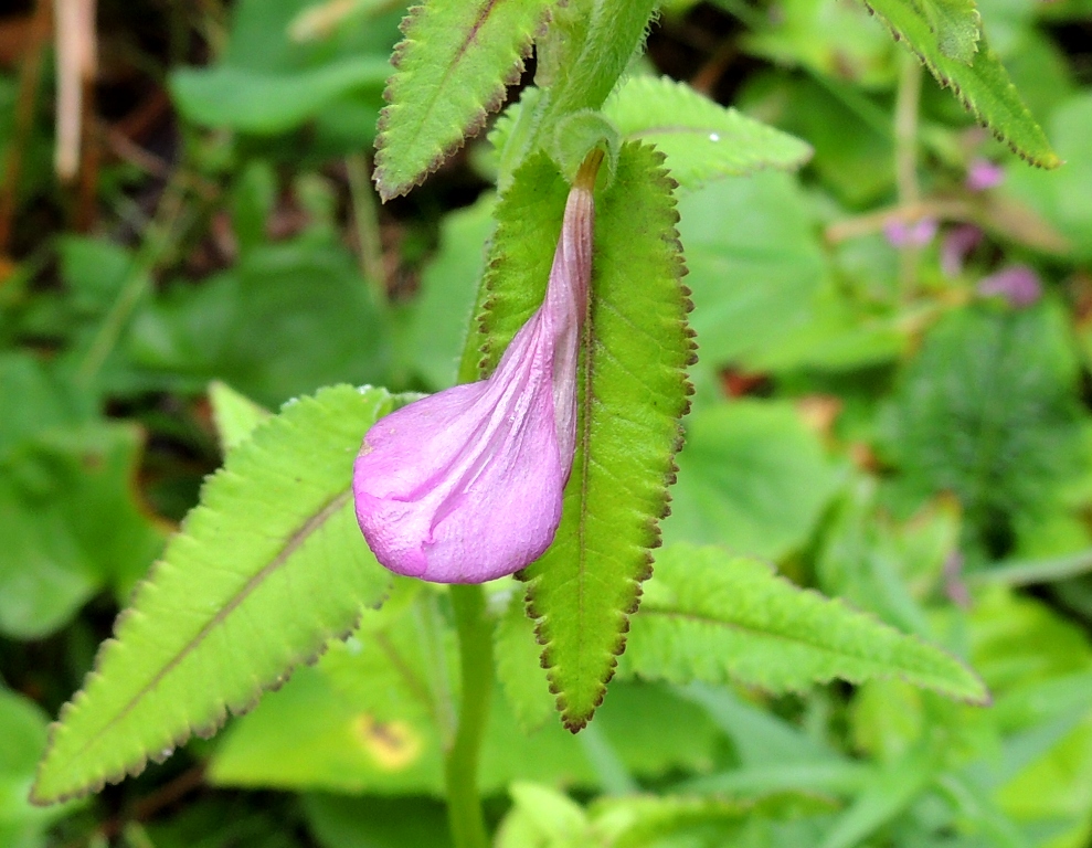 Изображение особи Pedicularis resupinata.