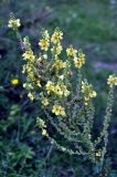 Verbascum pyramidatum. Верхушка цветущего растения. Карачаево-Черкесия, гора Шоана, луговой склон. 27.07.2014.