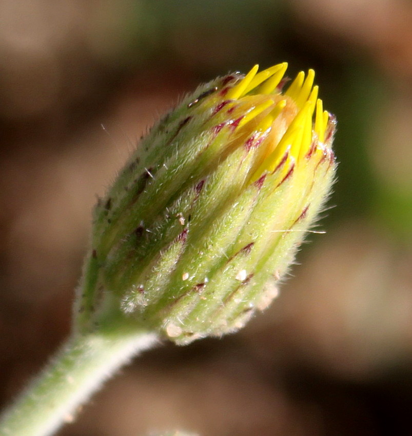 Изображение особи Heterotheca villosa.