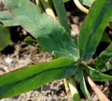 Trifolium rubens. Основание листа. Германия, г. Дюссельдорф, Ботанический сад университета. 21.08.2014.
