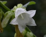 Campanula alliariifolia