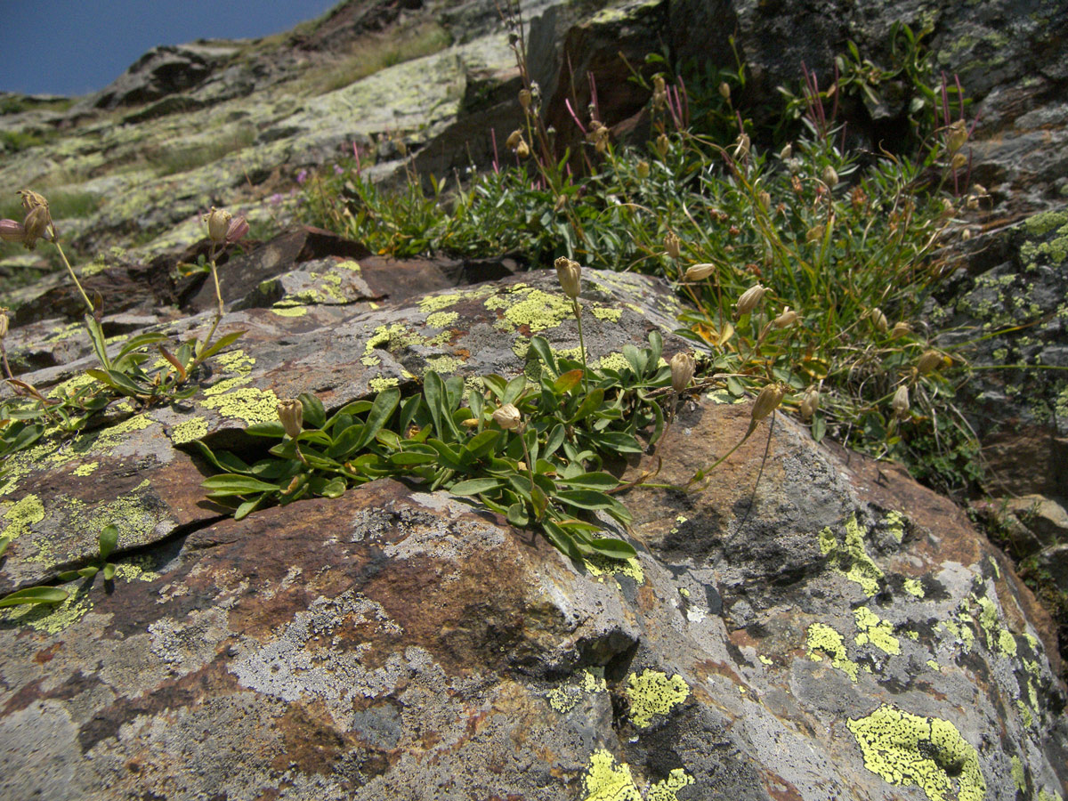 Image of Silene lychnidea specimen.