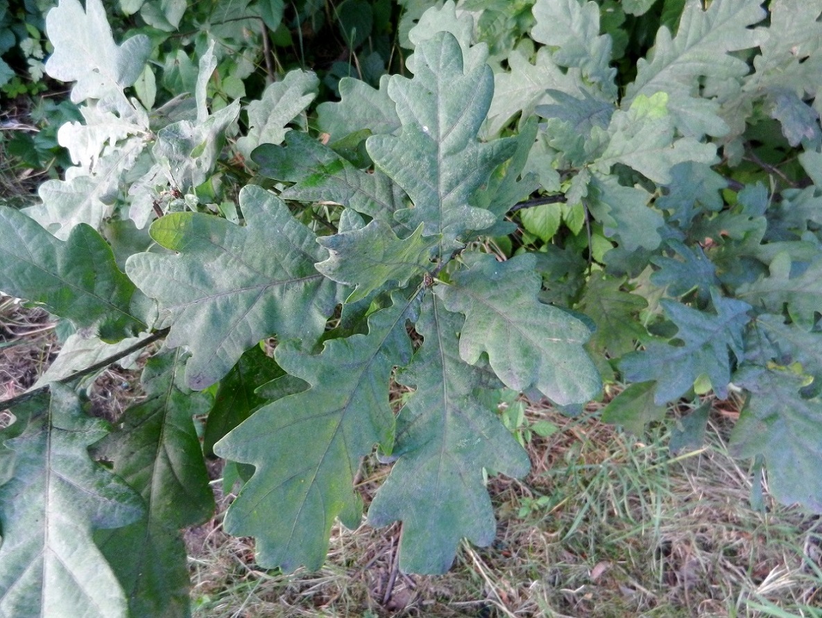 Image of Quercus robur specimen.