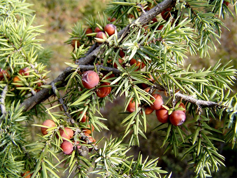 Изображение особи Juniperus deltoides.