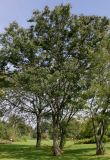 Zelkova serrata. Группа взрослых растений. Германия, г. Дюссельдорф, Ботанический сад университета. 05.09.2014.
