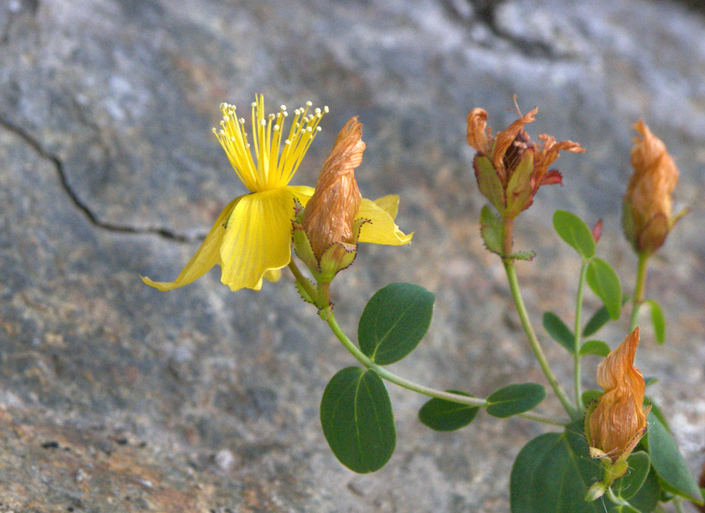 Изображение особи Hypericum nummularioides.