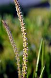 Triglochin maritima