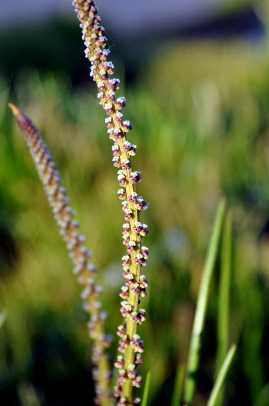 Image of Triglochin maritima specimen.