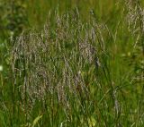 Deschampsia cespitosa. Верхушка растения с соцветиями. Московская обл., Раменский р-н, окр. ж.-д. платформы Хрипань, просека под ЛЭП. 20.06.2014.