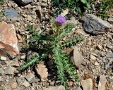 Cirsium pugnax. Цветущее растение. Карачаево-Черкесия, гора Мусса-Ачитара каменистый склон (выс. около 2700 м н.у.м.). 31.07.2014.