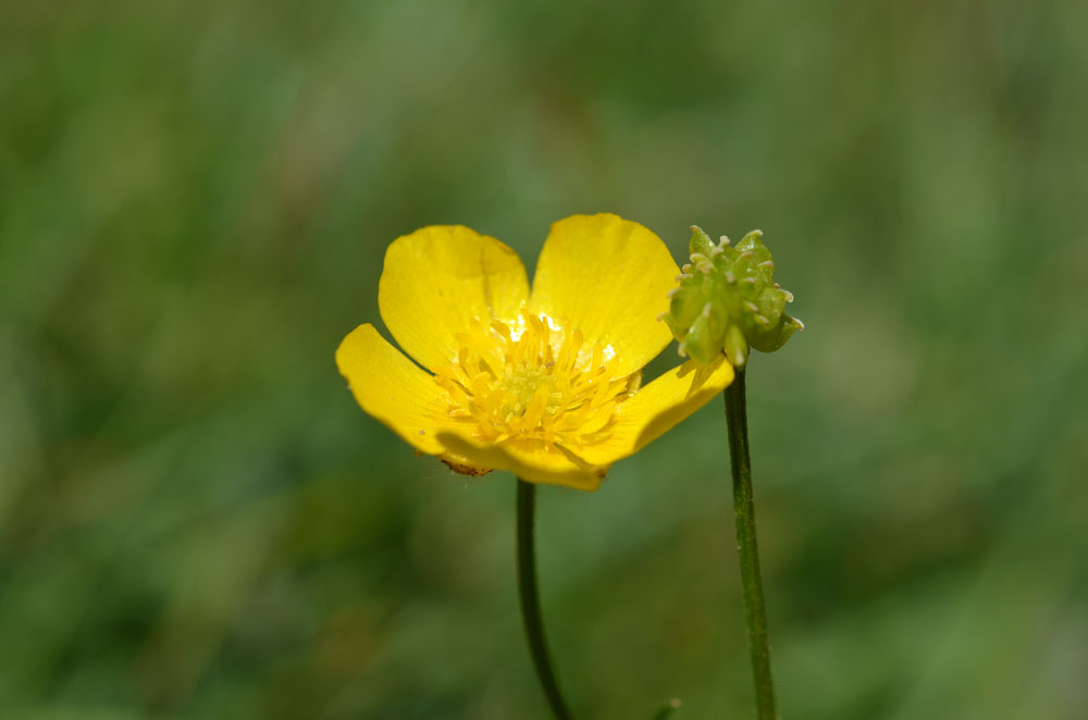 Image of Ranunculus polyanthemos specimen.