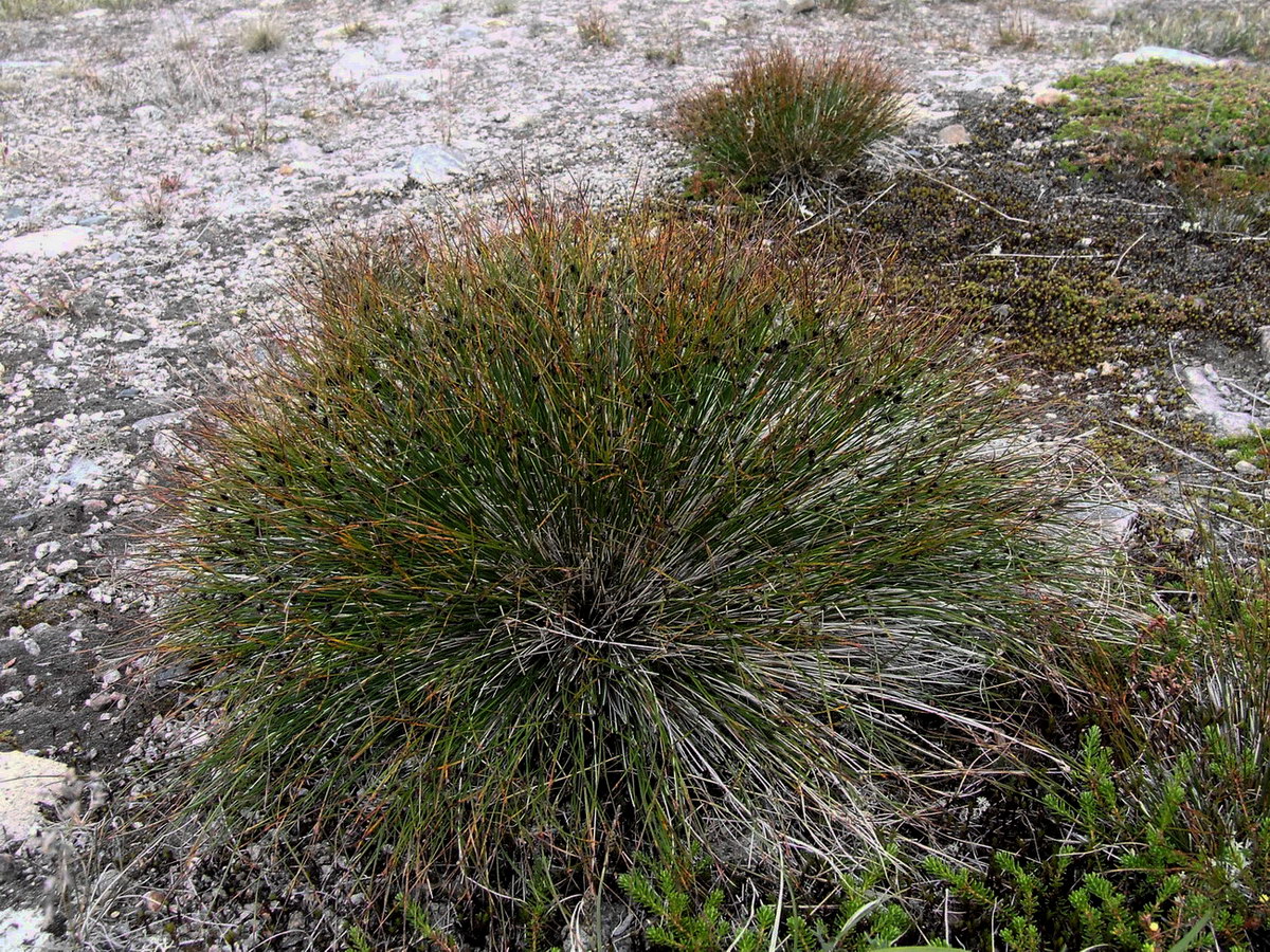 Image of Juncus trifidus specimen.