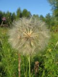 Tragopogon orientalis. Соплодие. Томская обл., окр. г. Томск, суходольный луг. 02.08.2009.