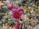 Sempervivum pumilum