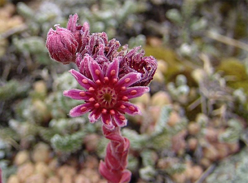 Изображение особи Sempervivum pumilum.