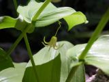 Streptopus amplexifolius