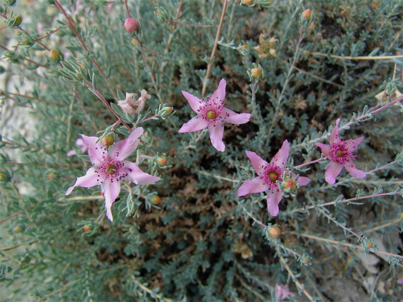 Image of Reaumuria cistoides specimen.