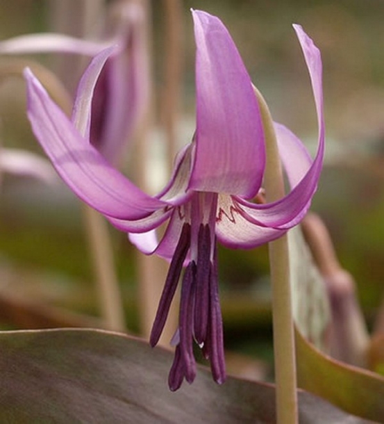 Изображение особи Erythronium japonicum.