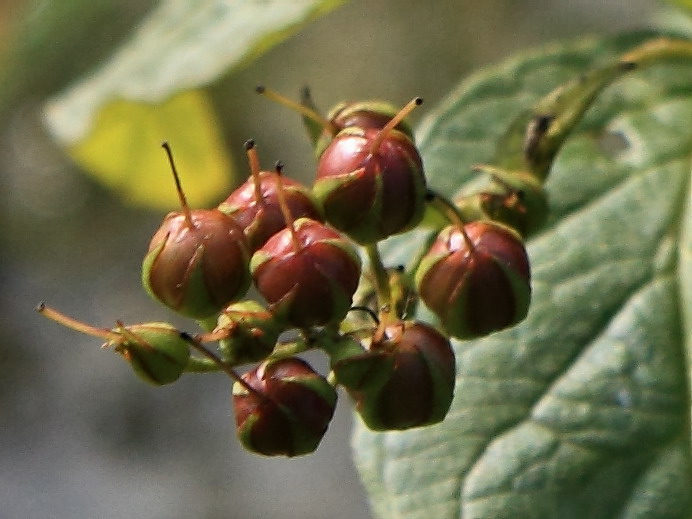 Image of Lysimachia vulgaris specimen.