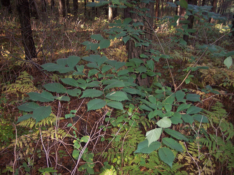 Image of Ulmus glabra specimen.