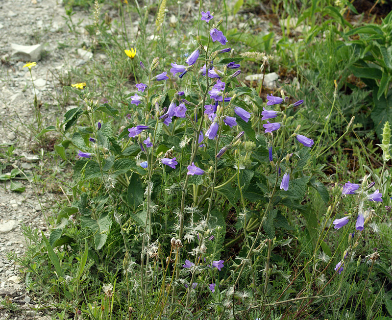 Изображение особи Campanula praealta.