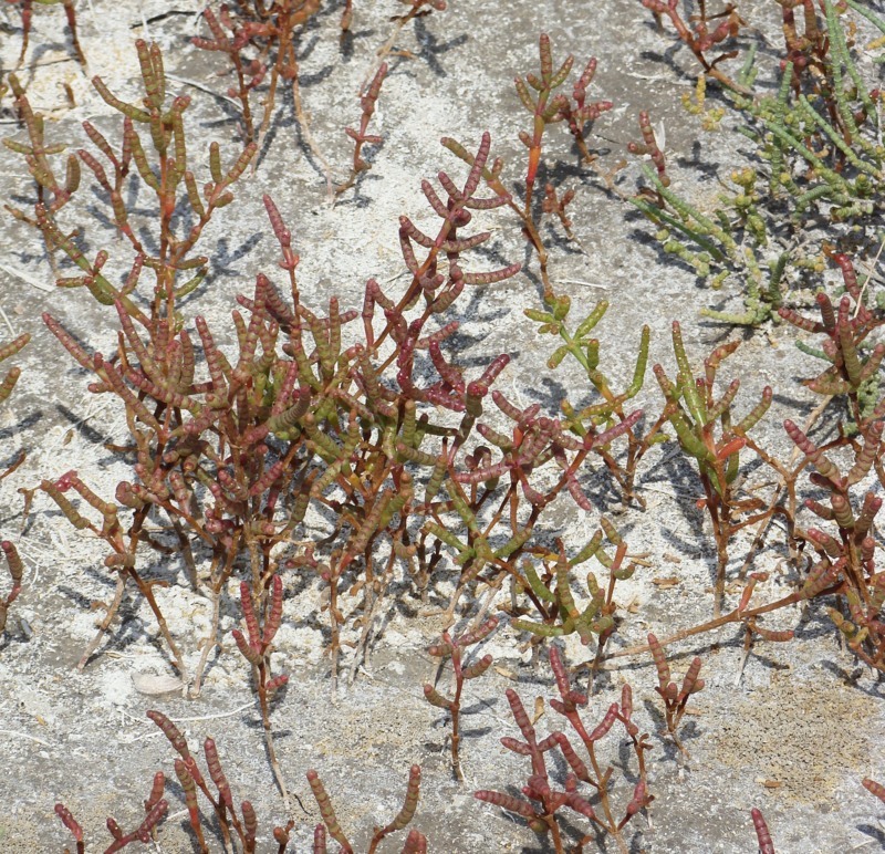 Изображение особи Salicornia perennans.