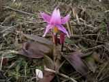 Erythronium variety rubinum