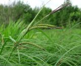 Carex acuta