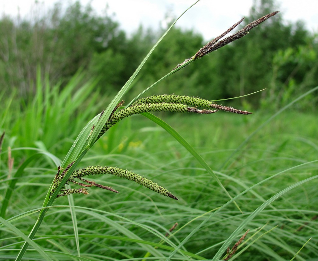 Изображение особи Carex acuta.