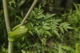 Angelica sylvestris