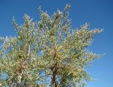 Halostachys belangeriana. Ветвь. Казахстан, Кызыл-Ординская обл., окр. г. Байконур, солончак на берегу р. Сыр-Дарьи. 05.09.2009.
