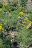 Phlomoides brachystegia