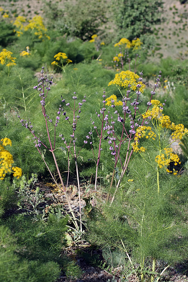 Image of Phlomoides brachystegia specimen.