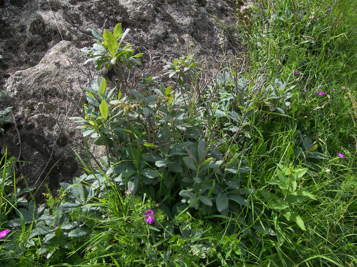 Image of Rhododendron luteum specimen.