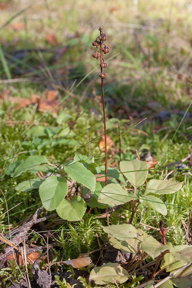 Image of Orthilia secunda specimen.