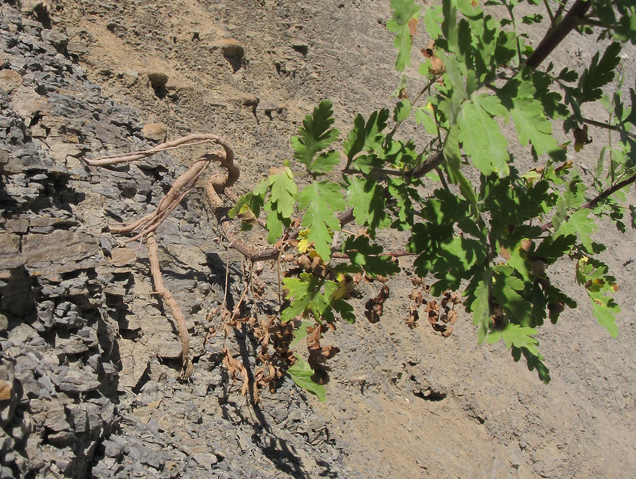 Image of Pyrethrum parthenifolium specimen.