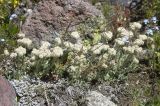 Antennaria caucasica. Цветущие растения. Кавказ, Приэльбрусье, долина р. Терскол (2300 м н. у. м.). 10.07.2008.