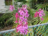 Epidendrum obrienianum. Соцветия. Австралия, г. Брисбен, в культуре. 25.10.2015.