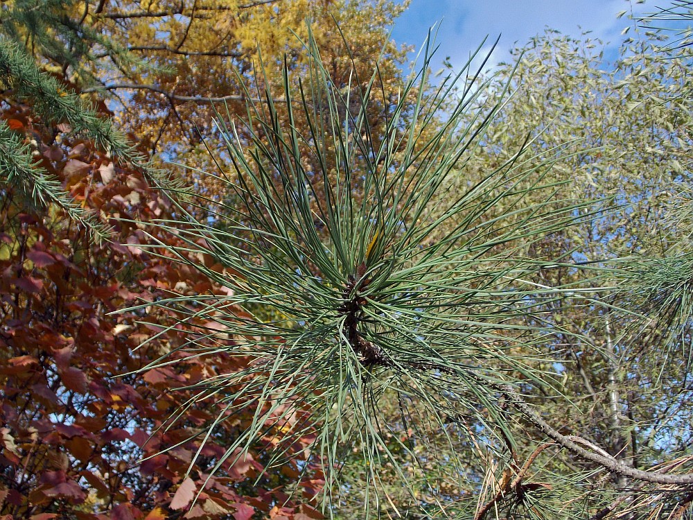 Изображение особи Pinus ponderosa.