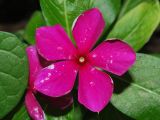 Catharanthus roseus