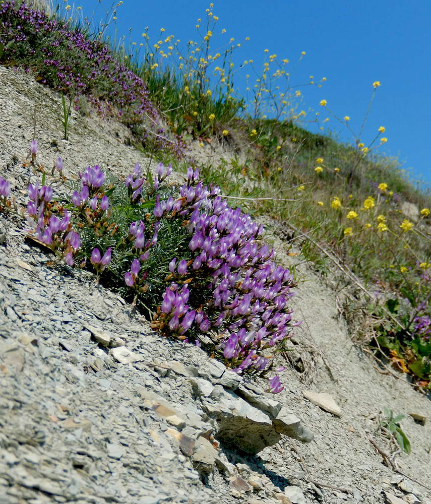 Изображение особи Astragalus subuliformis.