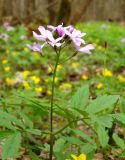 Cardamine quinquefolia