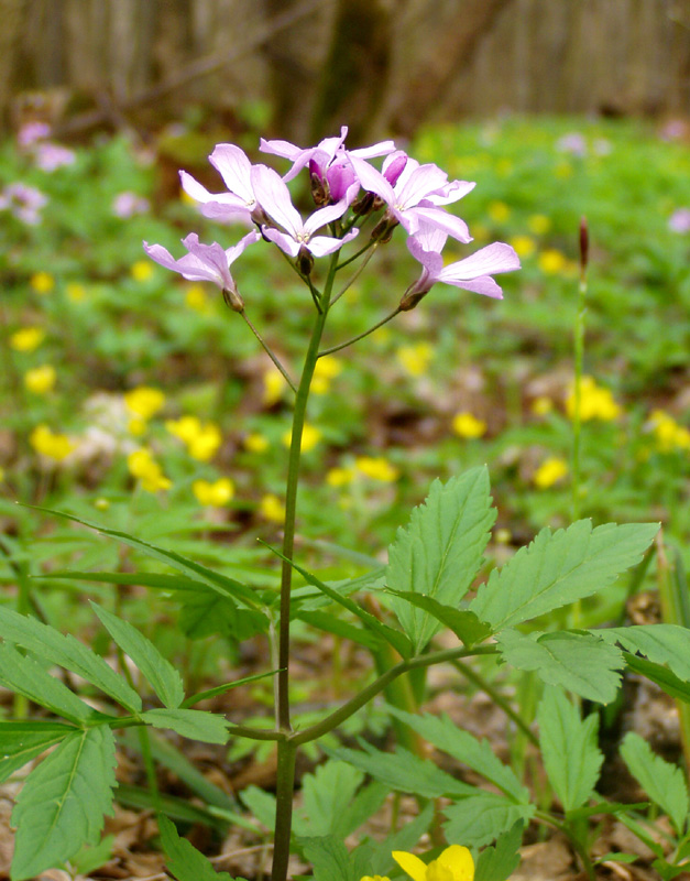 Изображение особи Cardamine quinquefolia.